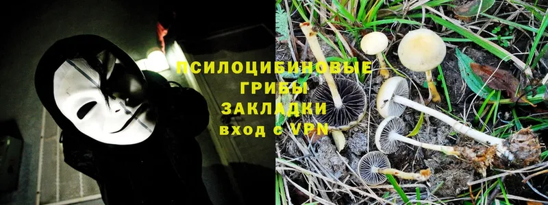 Галлюциногенные грибы Psilocybe  где продают наркотики  Камызяк 